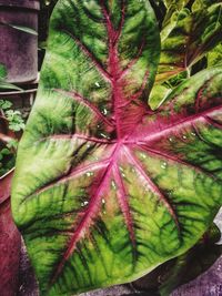 Close-up of leaves