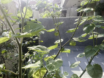 Close-up of plants