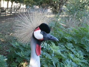 Close-up of a bird