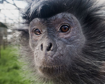 Close-up portrait of monkey