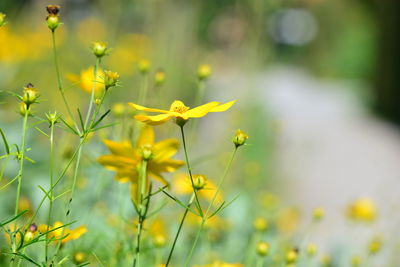 Close-up of yellow flowering plant on field