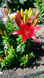 Close-up of pink flower blooming in garden