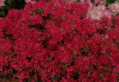 Full frame shot of red flowers blooming outdoors