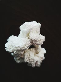 Close-up of white flower against black background