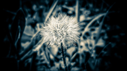Close-up of dandelion against blurred background