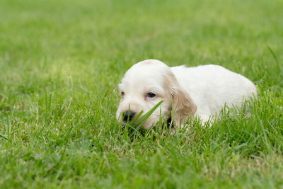 Dog lying on grass