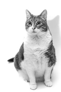 Portrait of a cat against white background