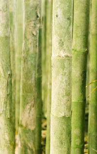 Full frame shot of green leaf