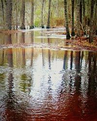 Reflection of trees in lake