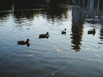 Ducks swimming in lake