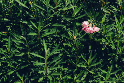 Close-up of pink flowering plant