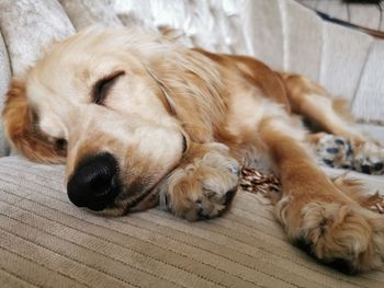 Close-up of a dog sleeping at home