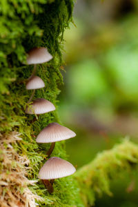 Close-up of mushrooms growing on land