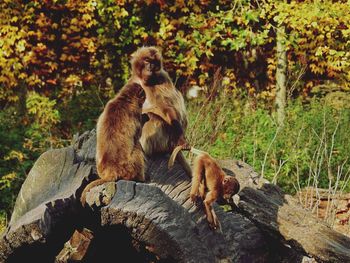 Monkey sitting on tree in forest