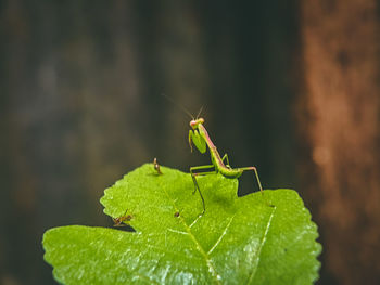 Praying mantis