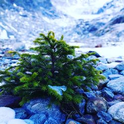 Close-up of tree against sky