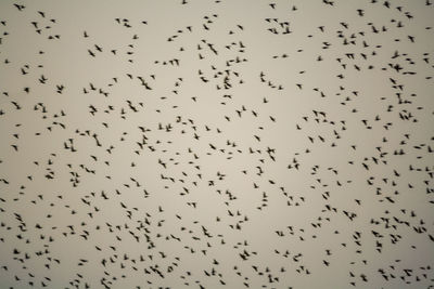 Flock of birds flying in the sky