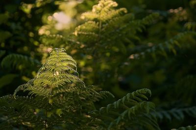 Close-up of fern leaves on tree