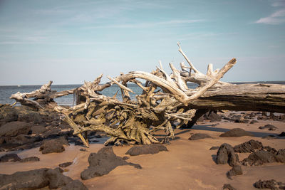 Drift wood on big talbot beach jackdonville