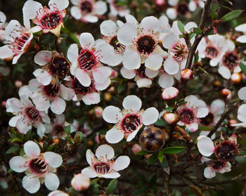 Close-up of white flowering plant