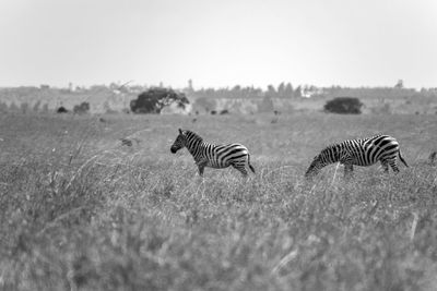 View of zebras on field against sky