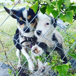 Close-up of dogs on grass