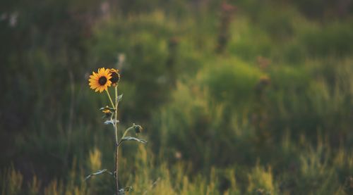 Close-up of yellow flowers blooming on field