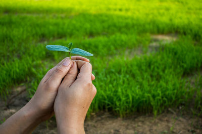 Close-up of hand holding plant