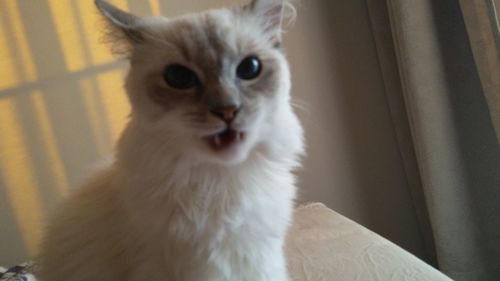 Close-up portrait of cat at home