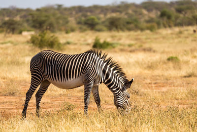 Zebras in a field