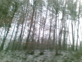 Reflection of trees in water