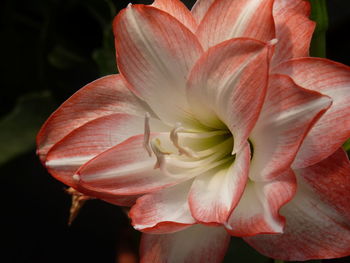 Close-up of pink lily