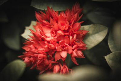 Close-up of red dahlia blooming outdoors