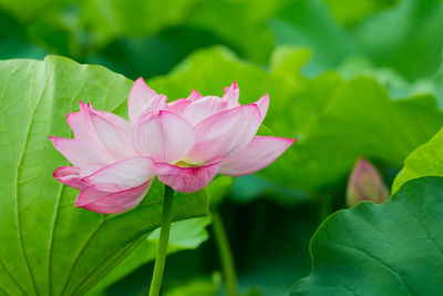 Close-up of pink lotus water lily