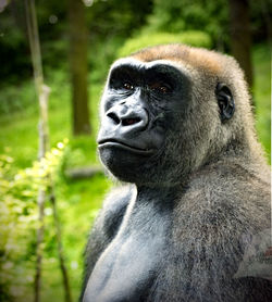 Close-up of gorilla