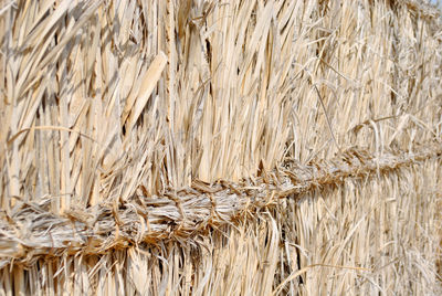 Close-up of wheat growing in farm