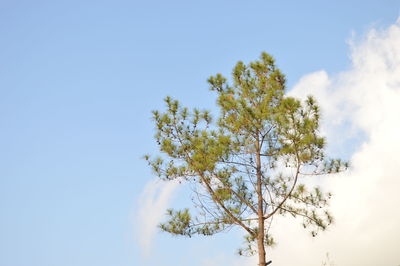 Low angle view of tree against clear blue sky