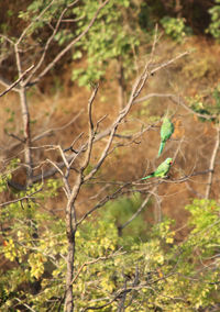 Close-up of dry plant on field