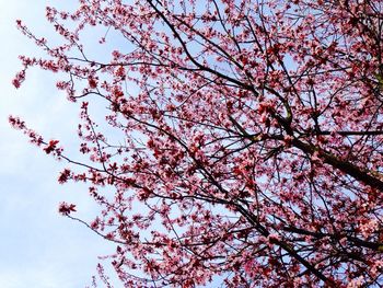 Low angle view of pink flowers