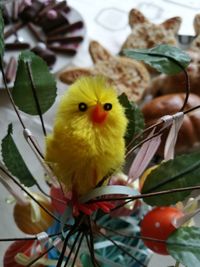 Close-up of yellow bird on branch