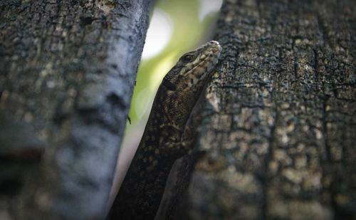 Close-up of lizard on tree trunk