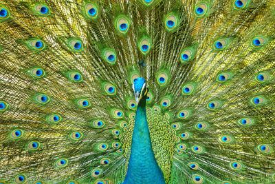 Close-up portrait of peacock