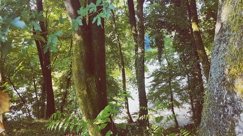 Low angle view of bamboo trees in forest