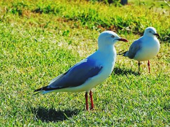 Birds on grassy field