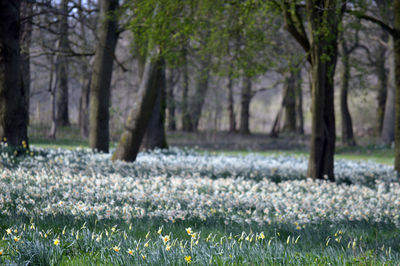 Scenic view of flowering trees on field