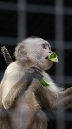 Close-up of monkey eating food