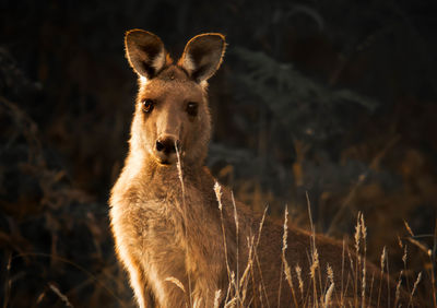A kangaroo in the wild at sunset.
