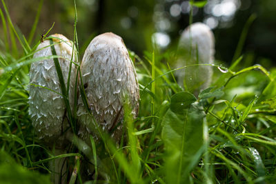 Close-up of wet mushroom growing on field