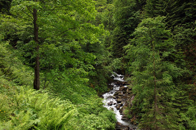 Stream flowing amidst trees in forest