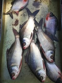 High angle view of fish for sale